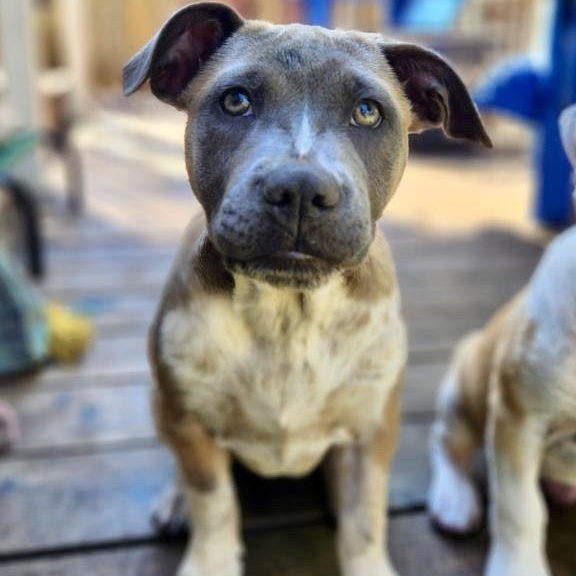 MJ (Mary Jane), a Hold mixed breed in Burlingame, CA image 4/6