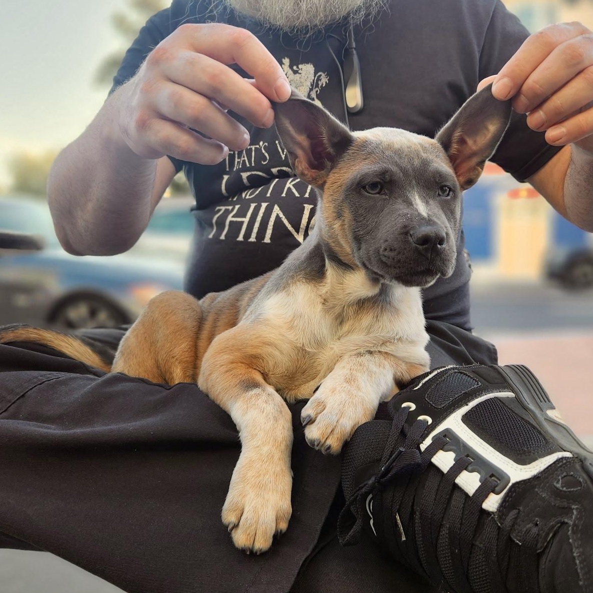 MJ (Mary Jane), a Hold mixed breed in Burlingame, CA image 5/6