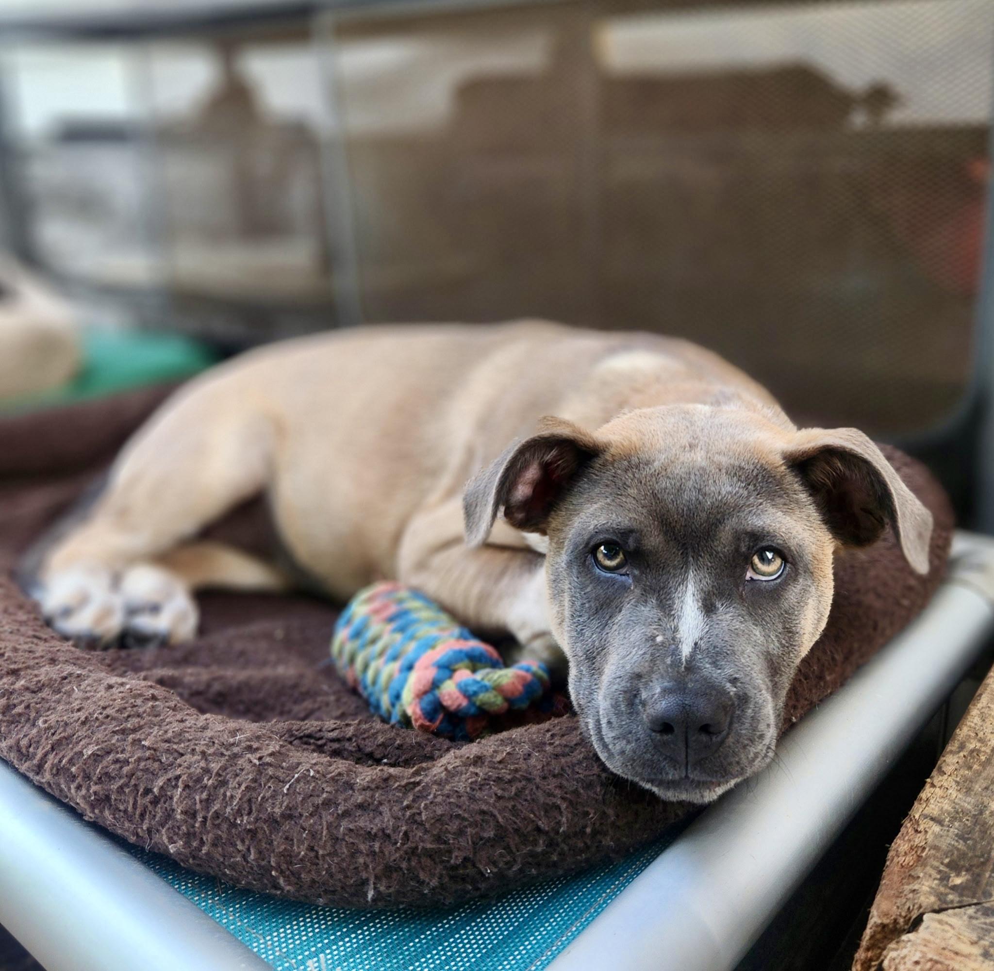 MJ (Mary Jane), a Hold mixed breed in Burlingame, CA image 6/6