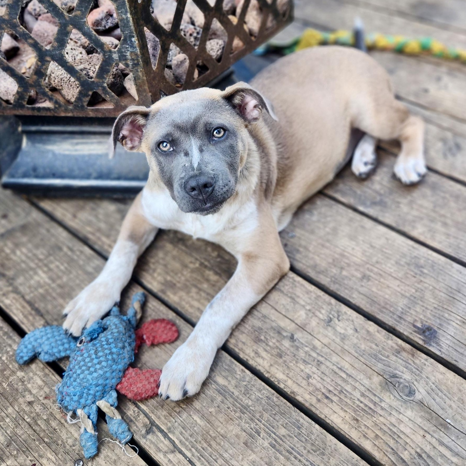 MJ (Mary Jane), a Hold mixed breed in Burlingame, CA image 1/6