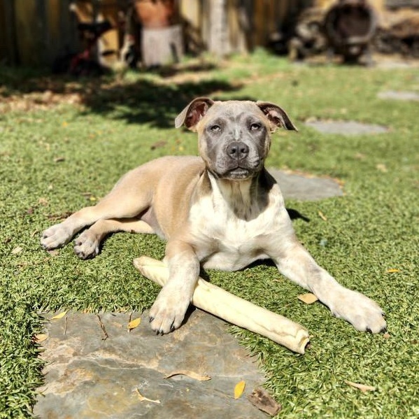 MJ (Mary Jane), a Hold mixed breed in Burlingame, CA image 3/6