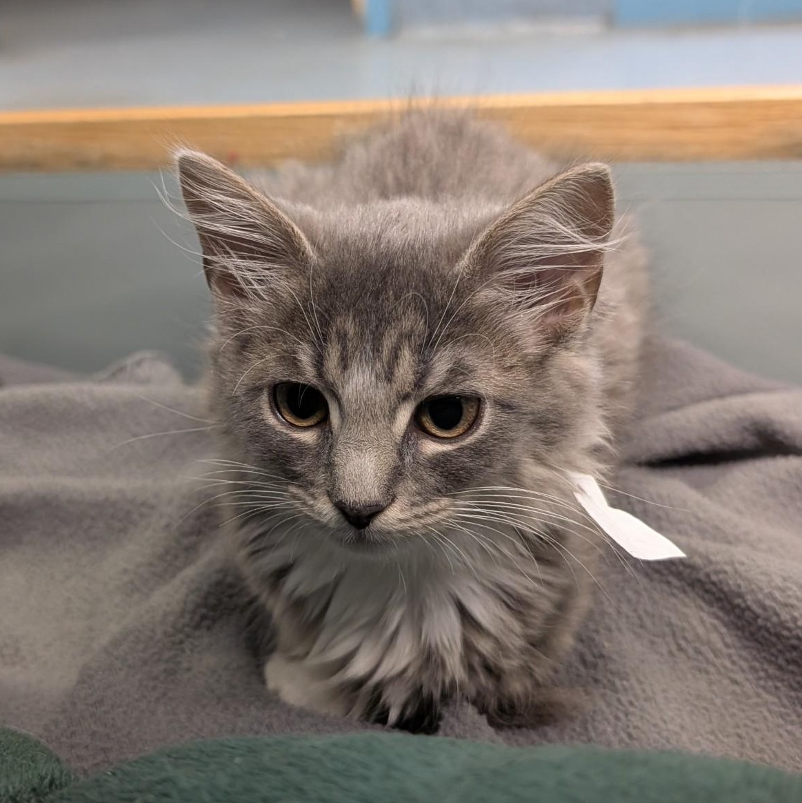 Enlarge Dianne, an adopted Domestic Long Hair in Suffolk, VA image 1/1