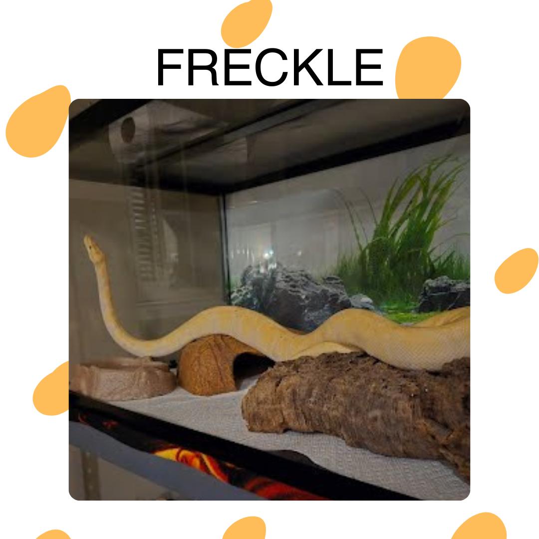 Freckle, Adopted, Adult Female Ball Python.