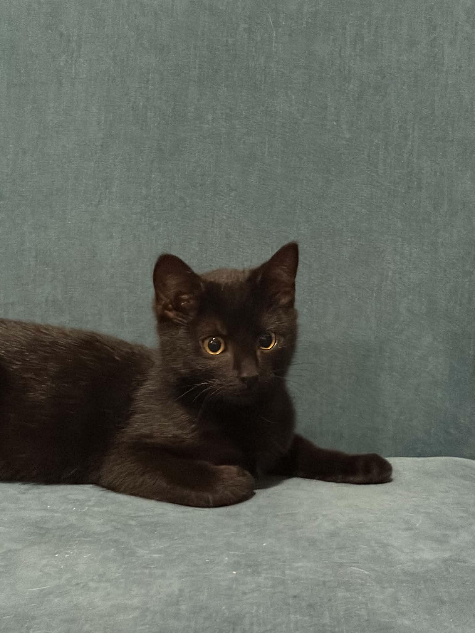 Enlarge Sally, an adopted Domestic Short Hair in Lawrenceville, GA image 1/1