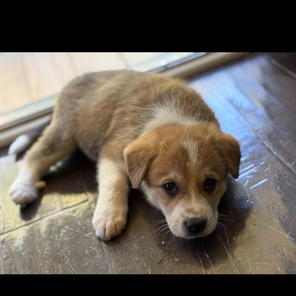 Enlarge James, a Adoptable Mixed Breed in Raleigh, NC image 2/6