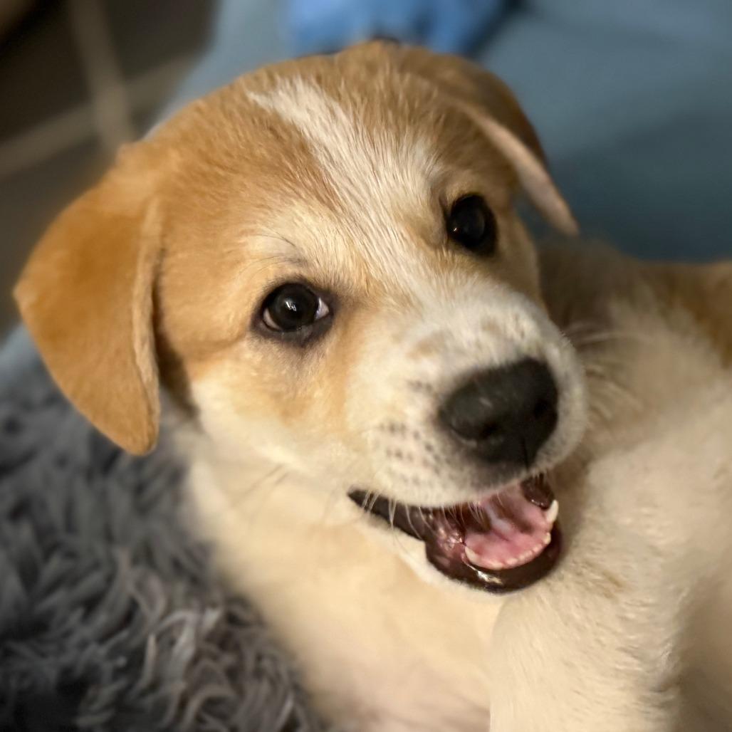 Enlarge James, a Adoptable Mixed Breed in Raleigh, NC image 3/6