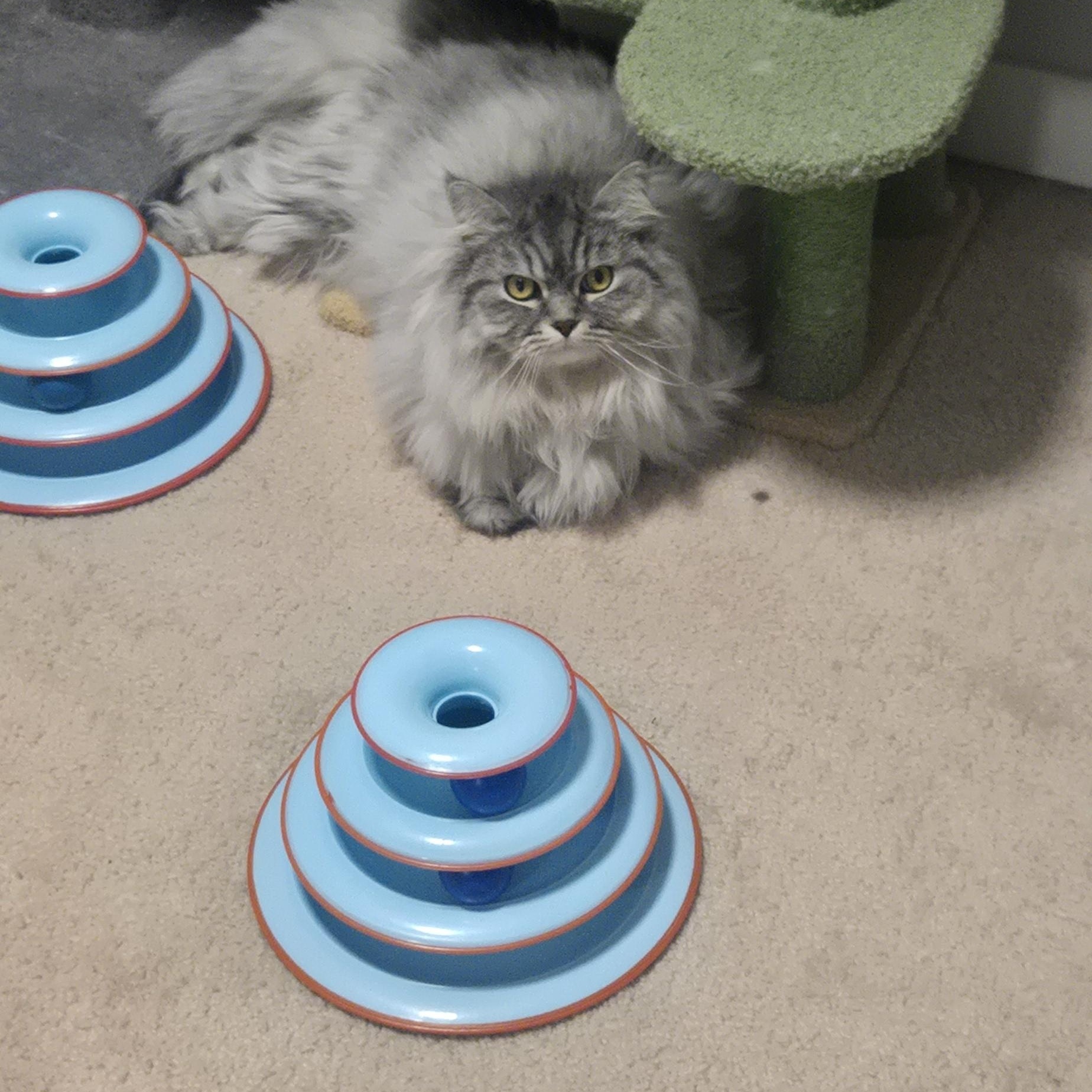 Enlarge Silver, an adopted mixed breed in Vancouver, BC image 4/4