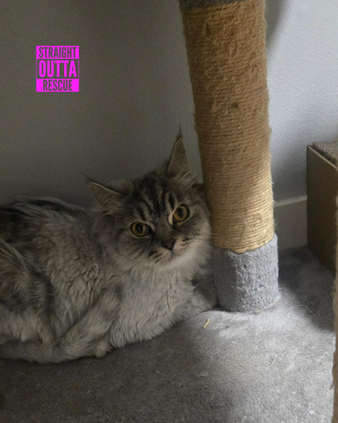 Silver, Adoptable, Adult Male Persian.