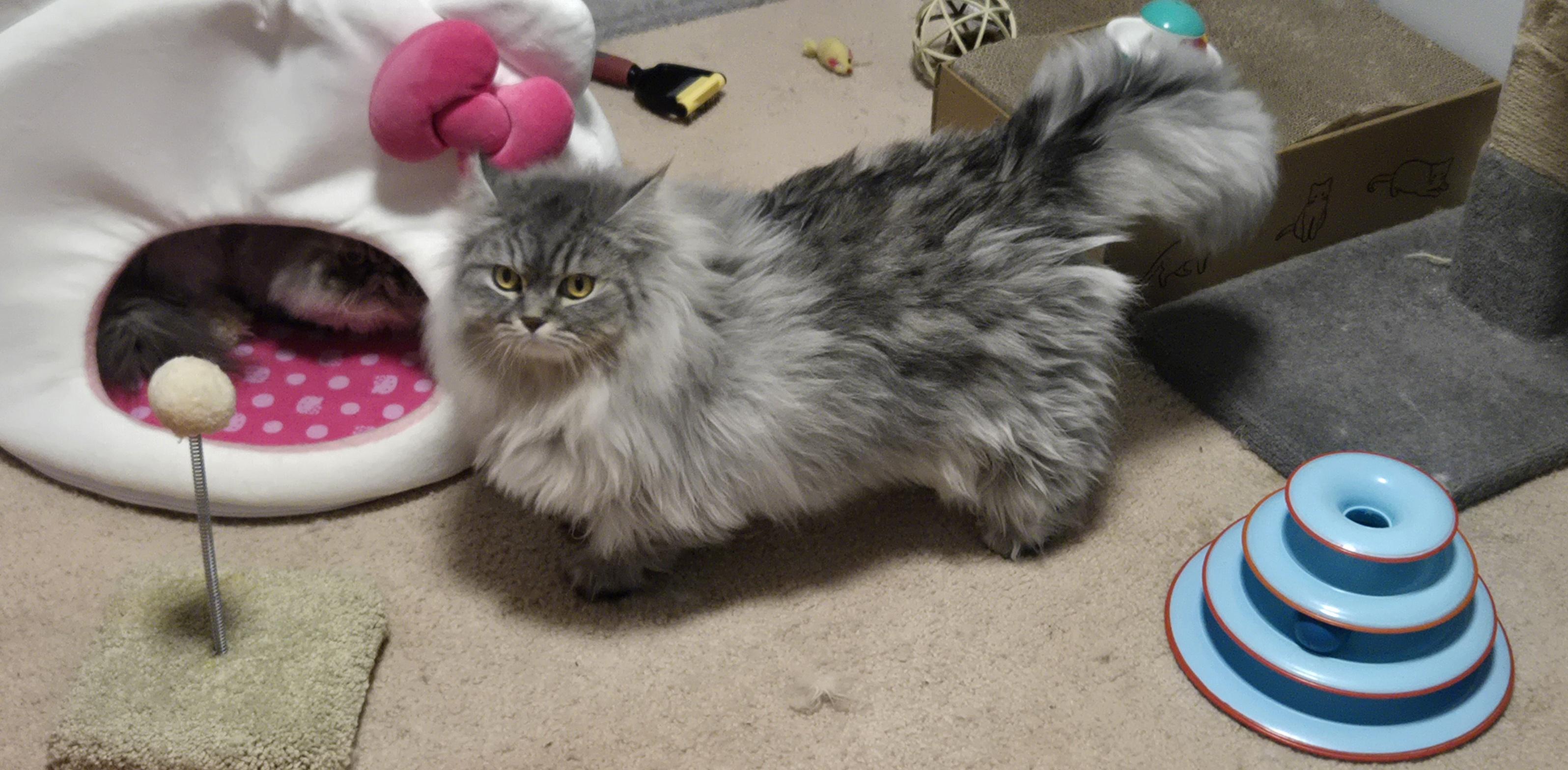 Silver, Adoptable, Adult Male Persian.