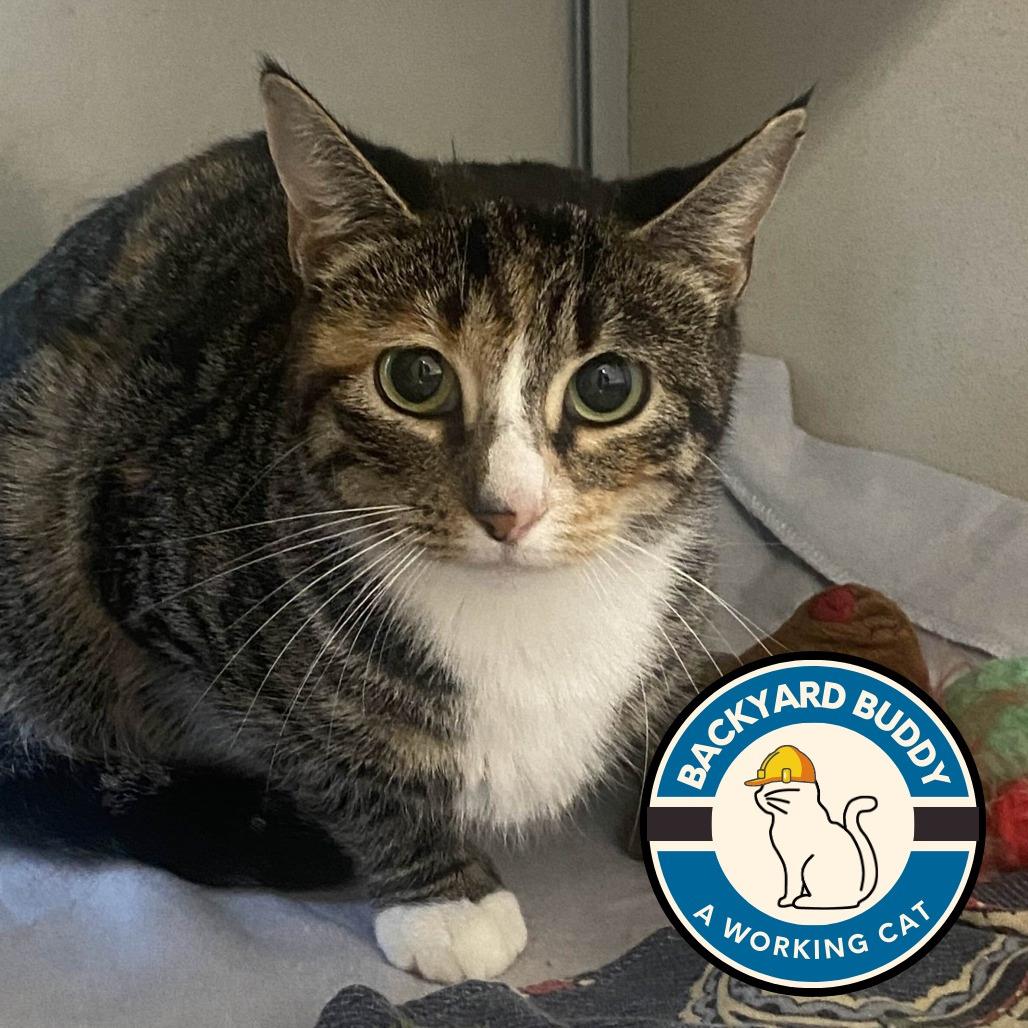 Enlarge Yellow Tail, a Adoptable Domestic Short Hair in Gloucester, VA image 1/2