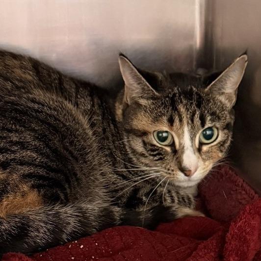 Enlarge Yellow Tail, a Adoptable Domestic Short Hair in Gloucester, VA image 2/2