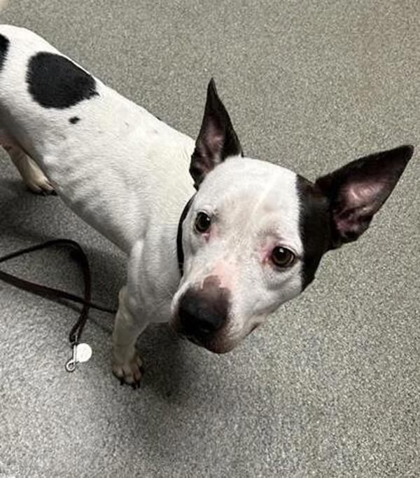 Enlarge Blizzard, a Adoptable mixed breed in Escondido, CA image 1/1