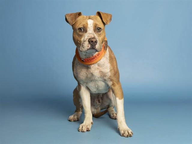 Enlarge MOOSE, a Adoptable Pit Bull Terrier in Phoenix, AZ image 1/1