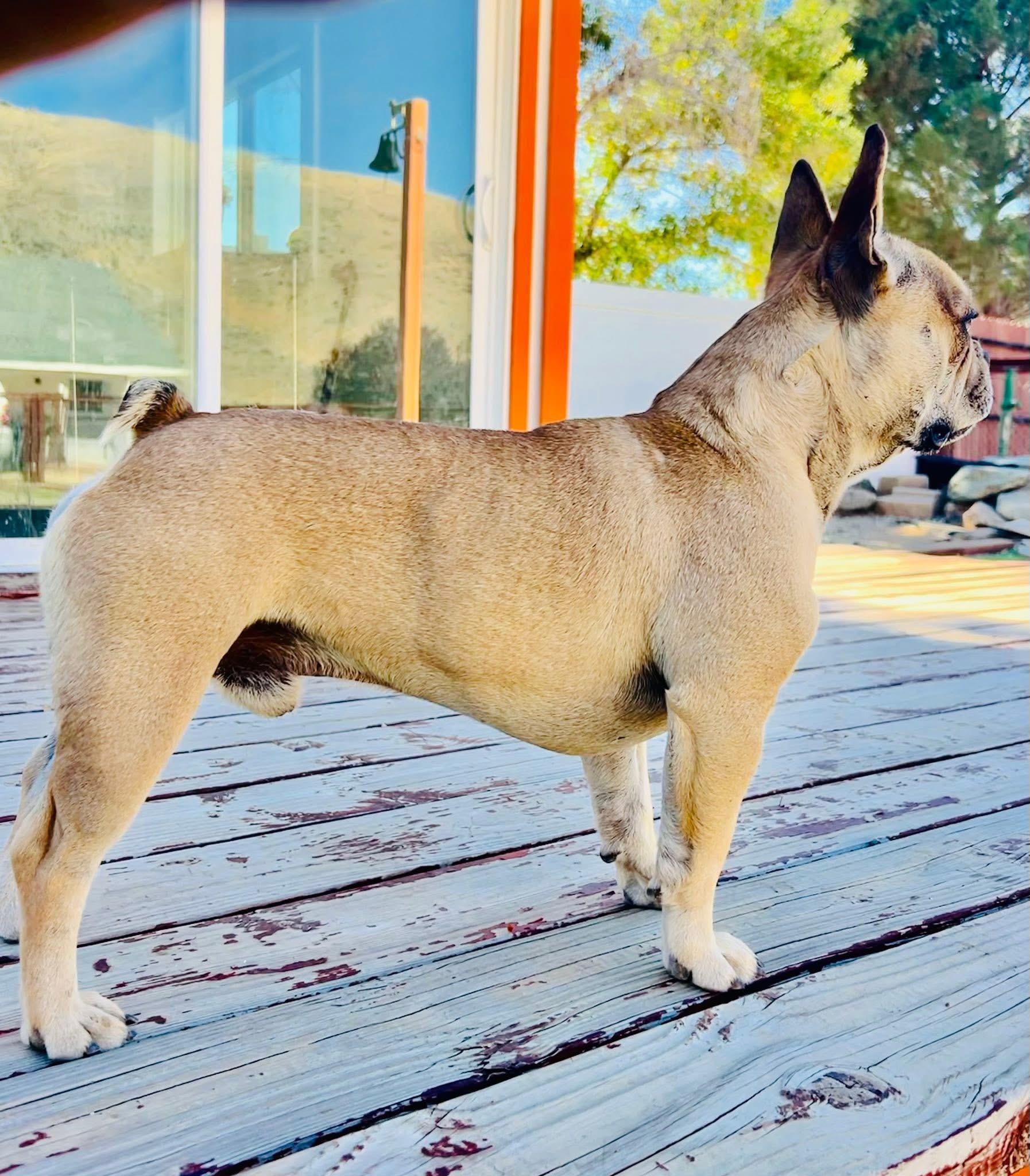 Enlarge Canello, a Adoptable French Bulldog in Bakersfield, CA image 2/6