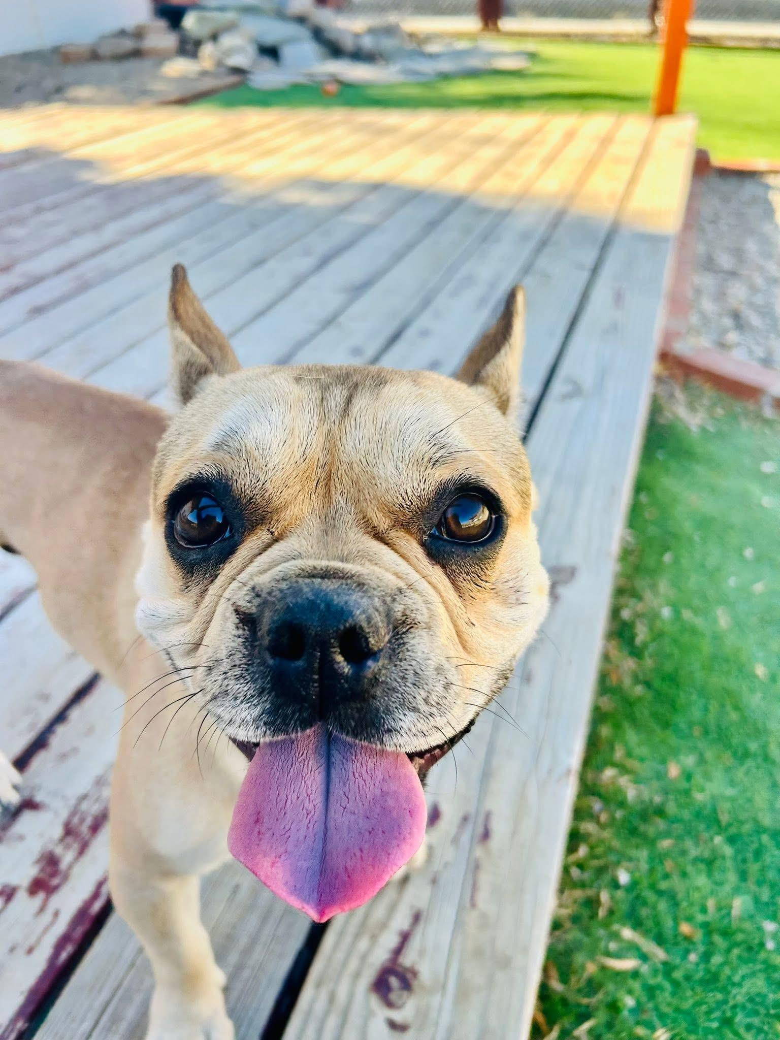 Enlarge Canello, a Adoptable French Bulldog in Bakersfield, CA image 3/6