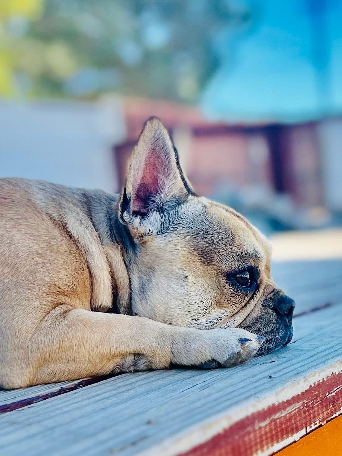 Enlarge Canello, a Adoptable French Bulldog in Bakersfield, CA image 4/6