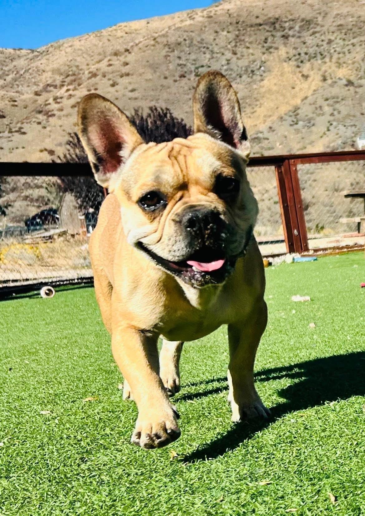 Enlarge Canello, a Adoptable French Bulldog in Bakersfield, CA image 6/6