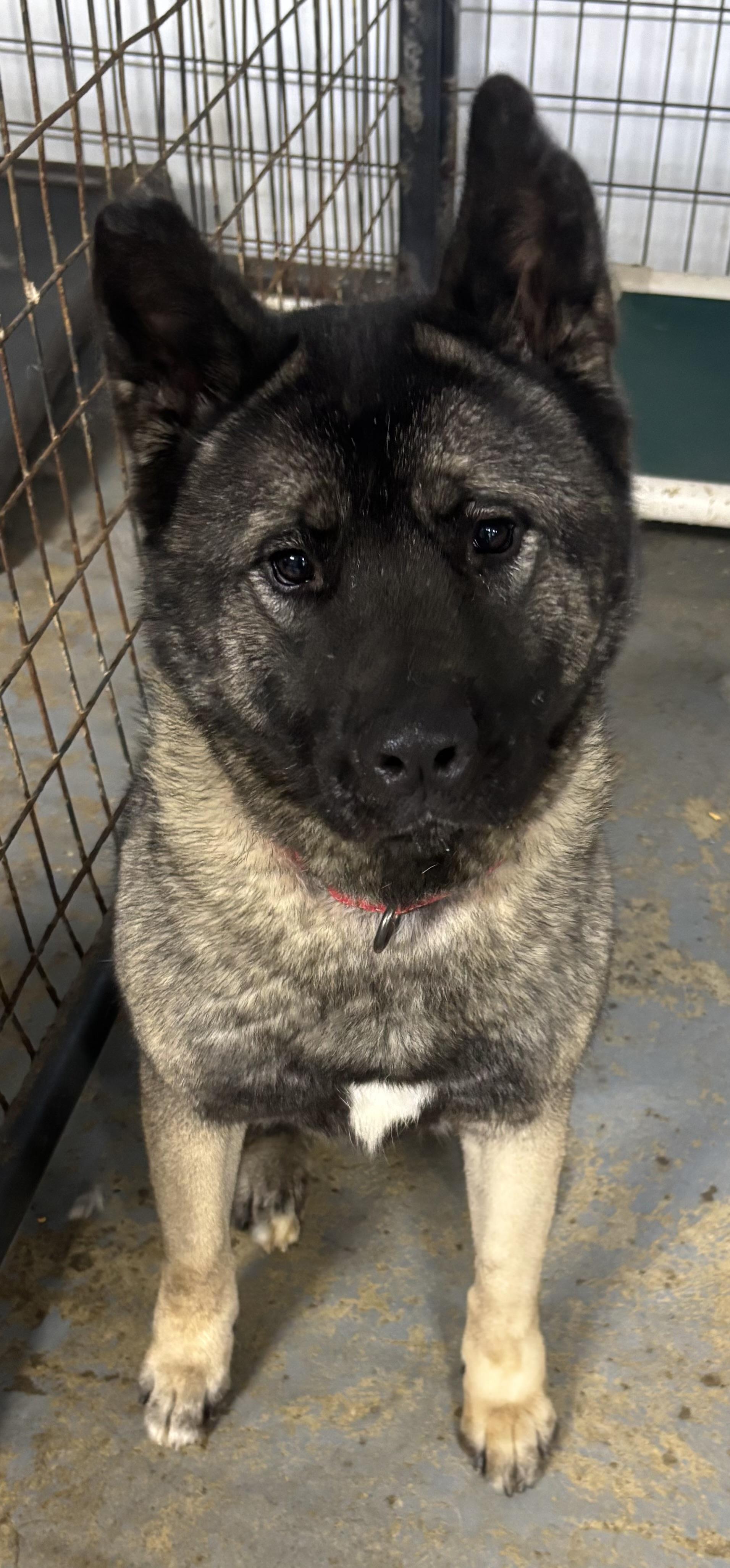 Saki, an adoptable Akita in North Haven, CT, 06473 | Photo Image 1
