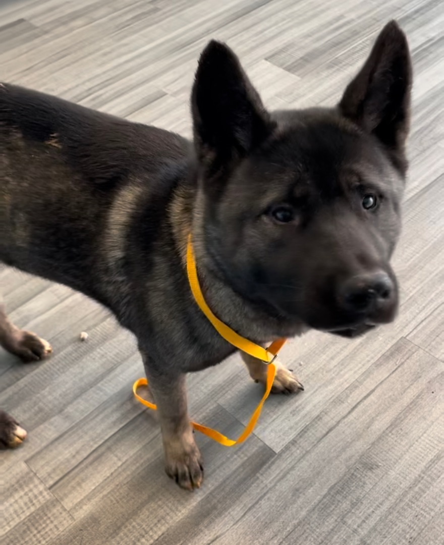 Saki, a Adoptable Akita in North Haven, CT image 4/5