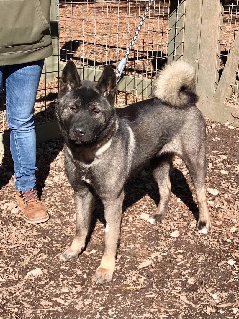 Saki, a Adoptable Akita in North Haven, CT image 5/5