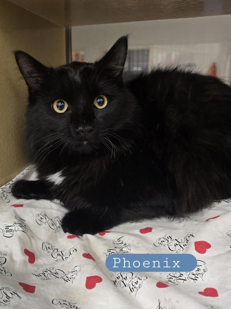 Phoenix       (Op Safe), Adoptable, Adult Male Domestic Medium Hair.