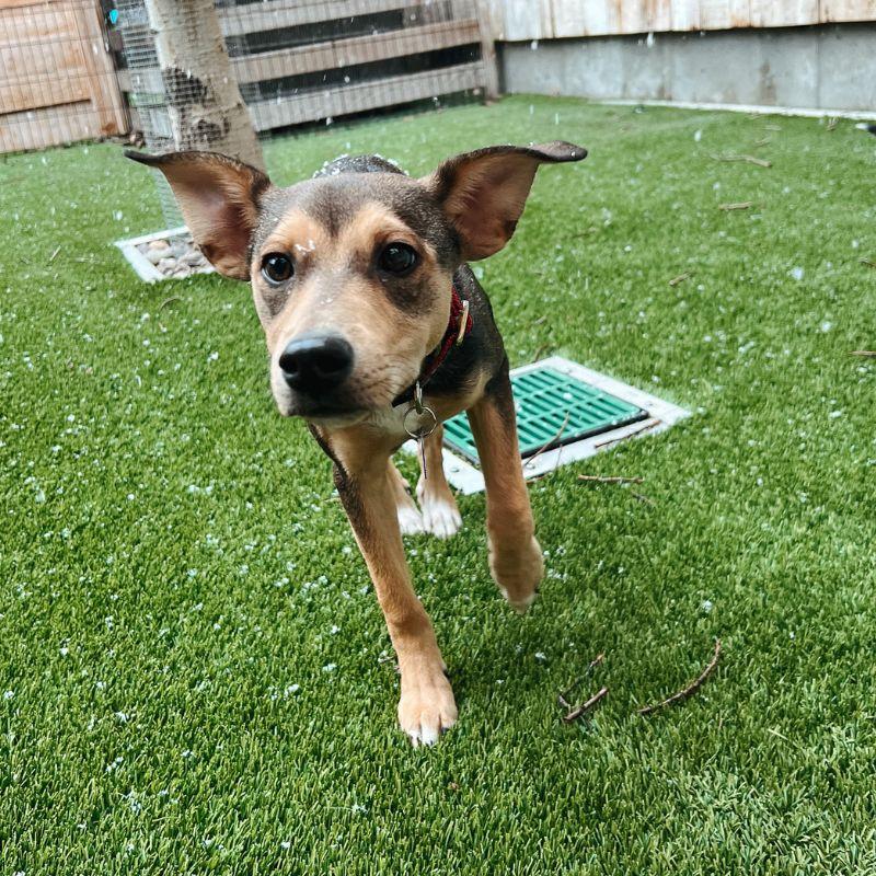 Enlarge Maeve, a ADOPTABLE Mixed Breed in Jackson, WY image 5/5