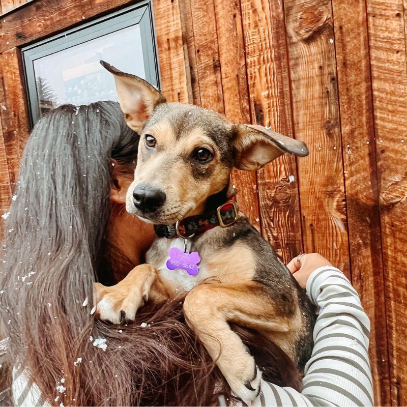 Maeve, ADOPTABLE, Young Female Mixed Breed.