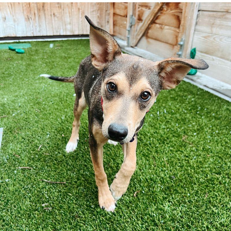 Enlarge Maeve, a ADOPTABLE Mixed Breed in Jackson, WY image 4/5