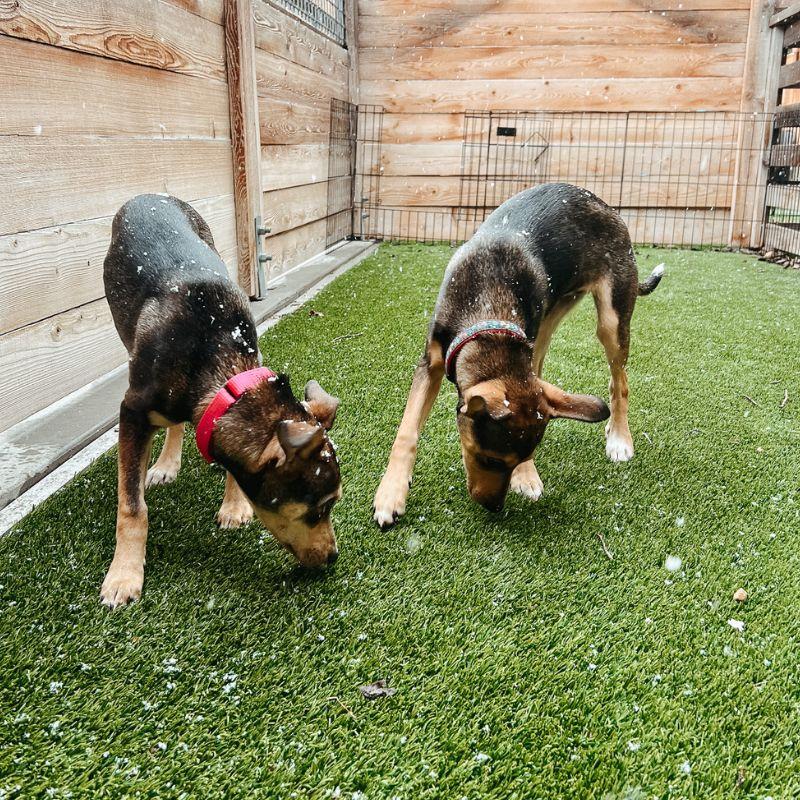 Enlarge Maeve, a ADOPTABLE Mixed Breed in Jackson, WY image 2/5