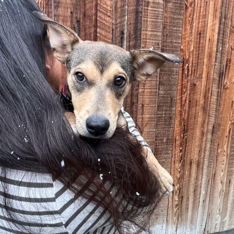 Enlarge Maeve, a ADOPTABLE Mixed Breed in Jackson, WY image 3/5