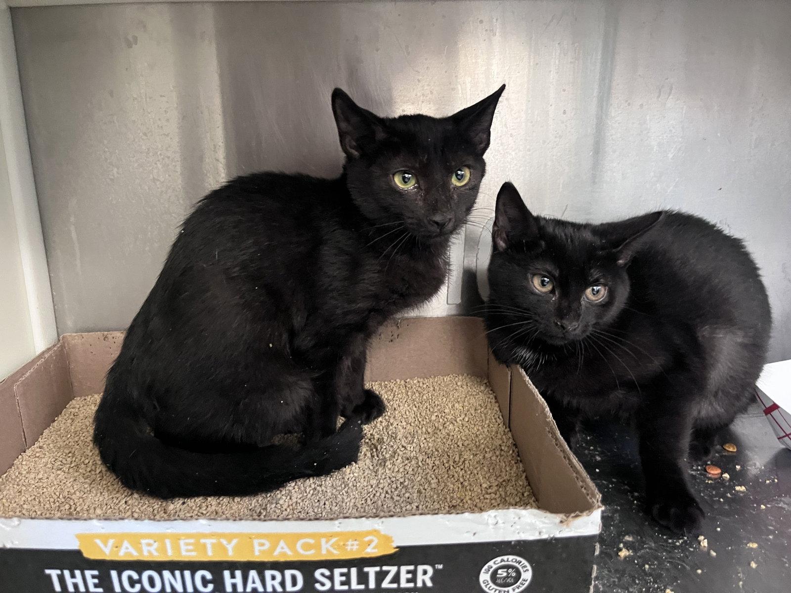 Enlarge Gothic, a Adoptable Domestic Short Hair in Carrollton, GA image 1/3