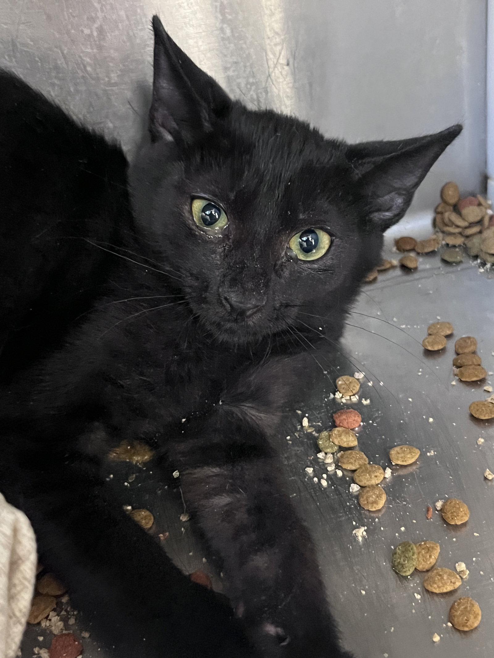 Enlarge Gothic, a Adoptable Domestic Short Hair in Carrollton, GA image 2/3