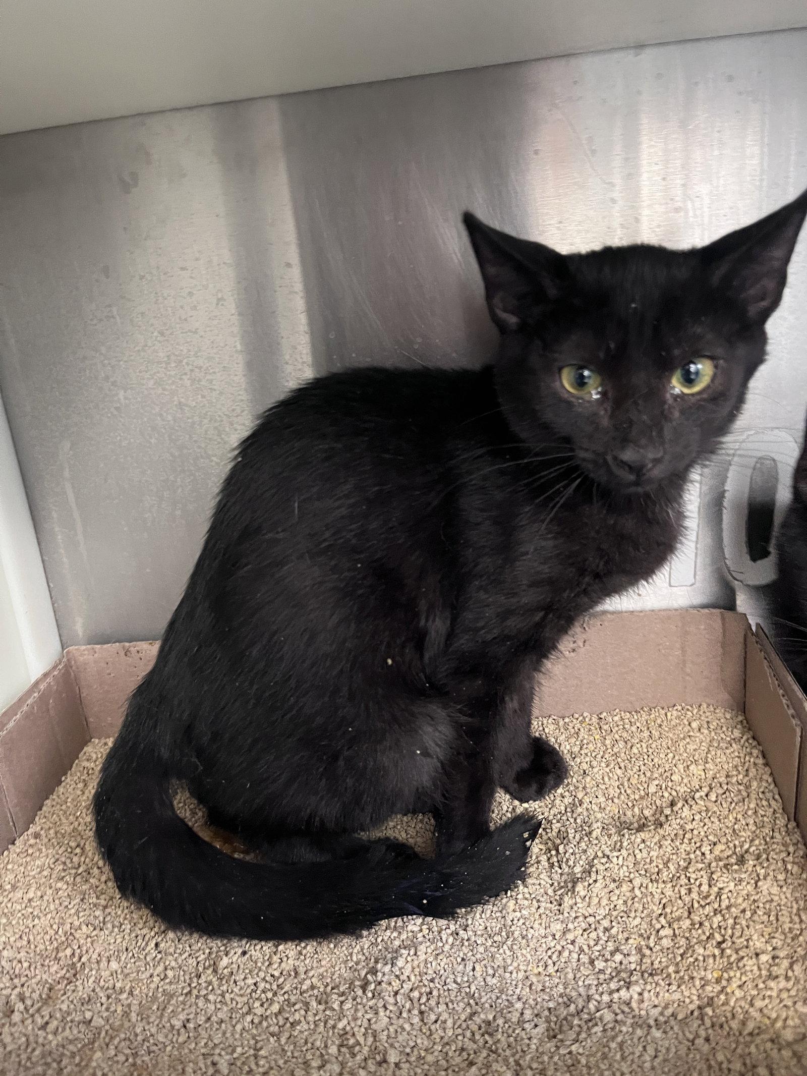 Enlarge Gothic, a Adoptable Domestic Short Hair in Carrollton, GA image 3/3