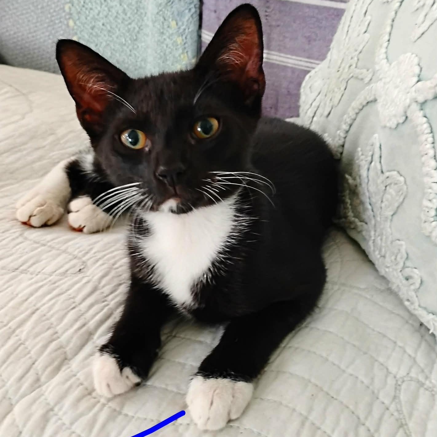 Tuxy, Adoptable, Kitten Male Domestic Short Hair.