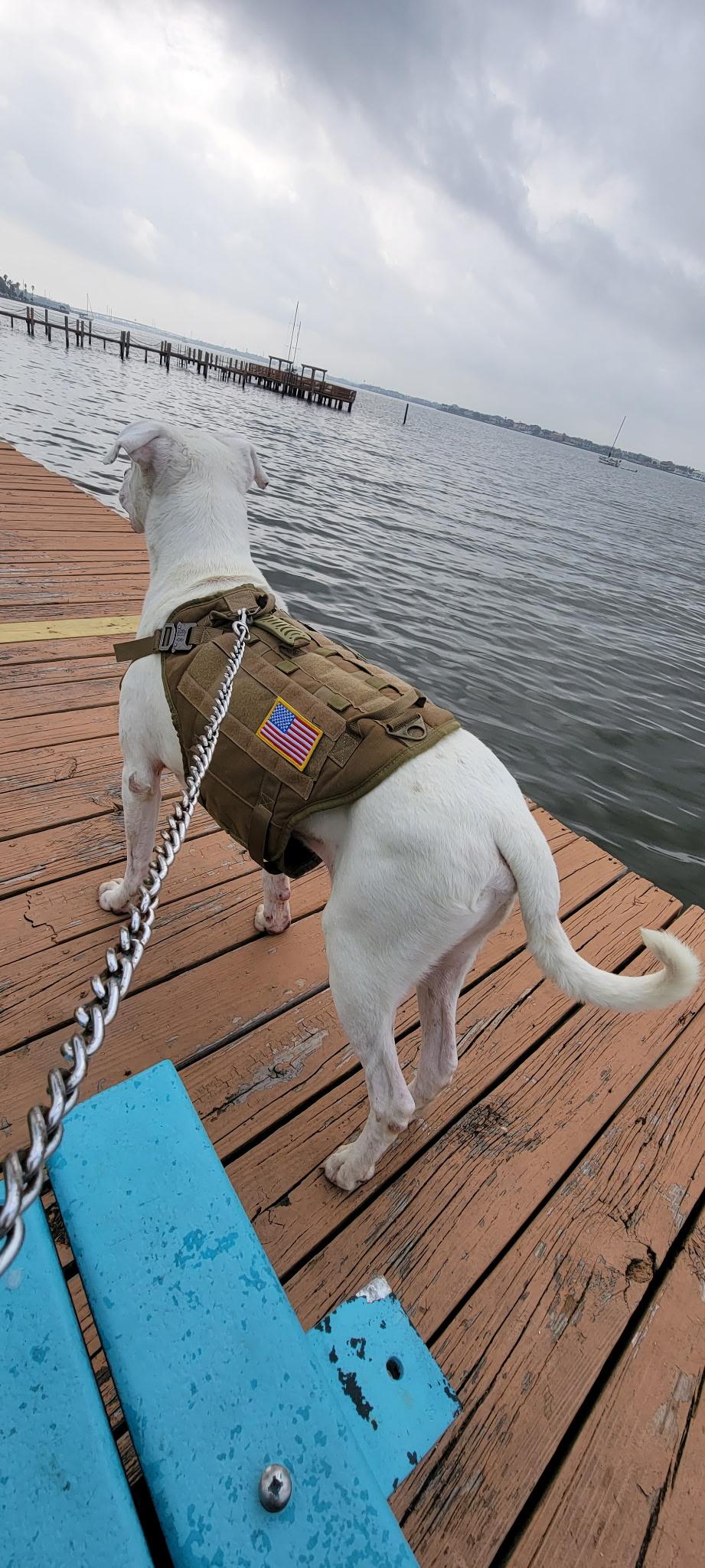 Enlarge ZEUS - Handsome, Nice, Active, a Adopted mixed breed in Westminster, CO image 3/3