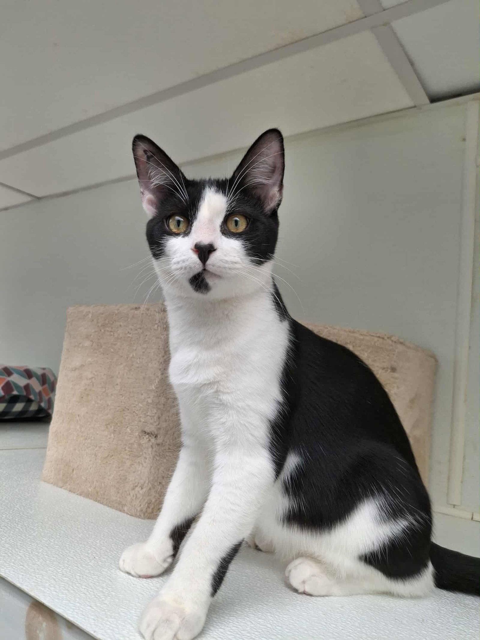 Patrick, a Adoptable Domestic Short Hair in Gonic, NH image 1/3
