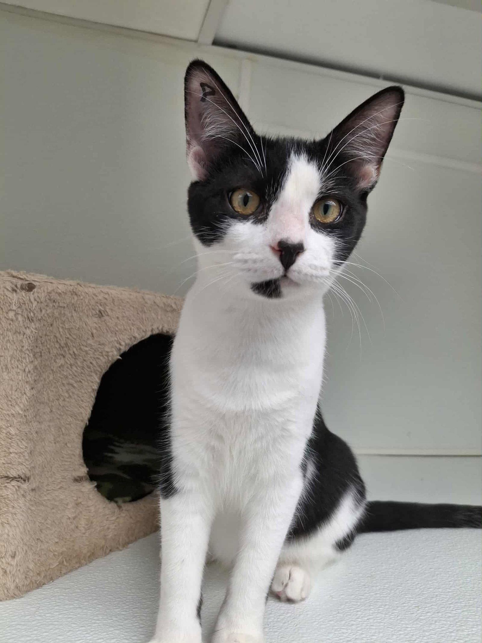 Patrick, a Adoptable Domestic Short Hair in Gonic, NH image 2/3