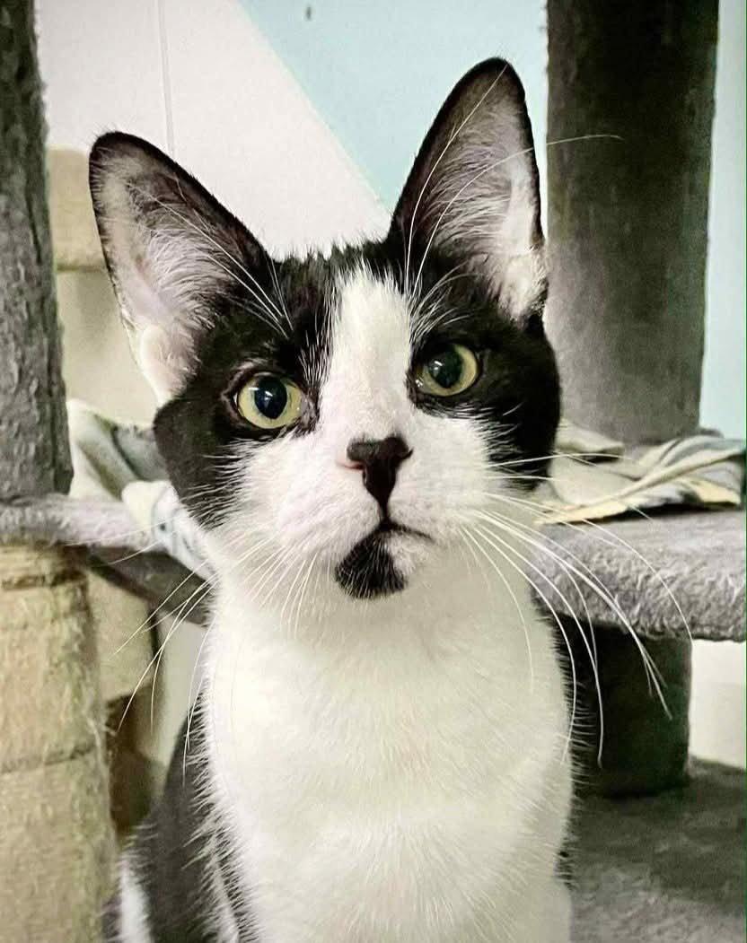 Patrick, a Adoptable Domestic Short Hair in Gonic, NH image 3/3