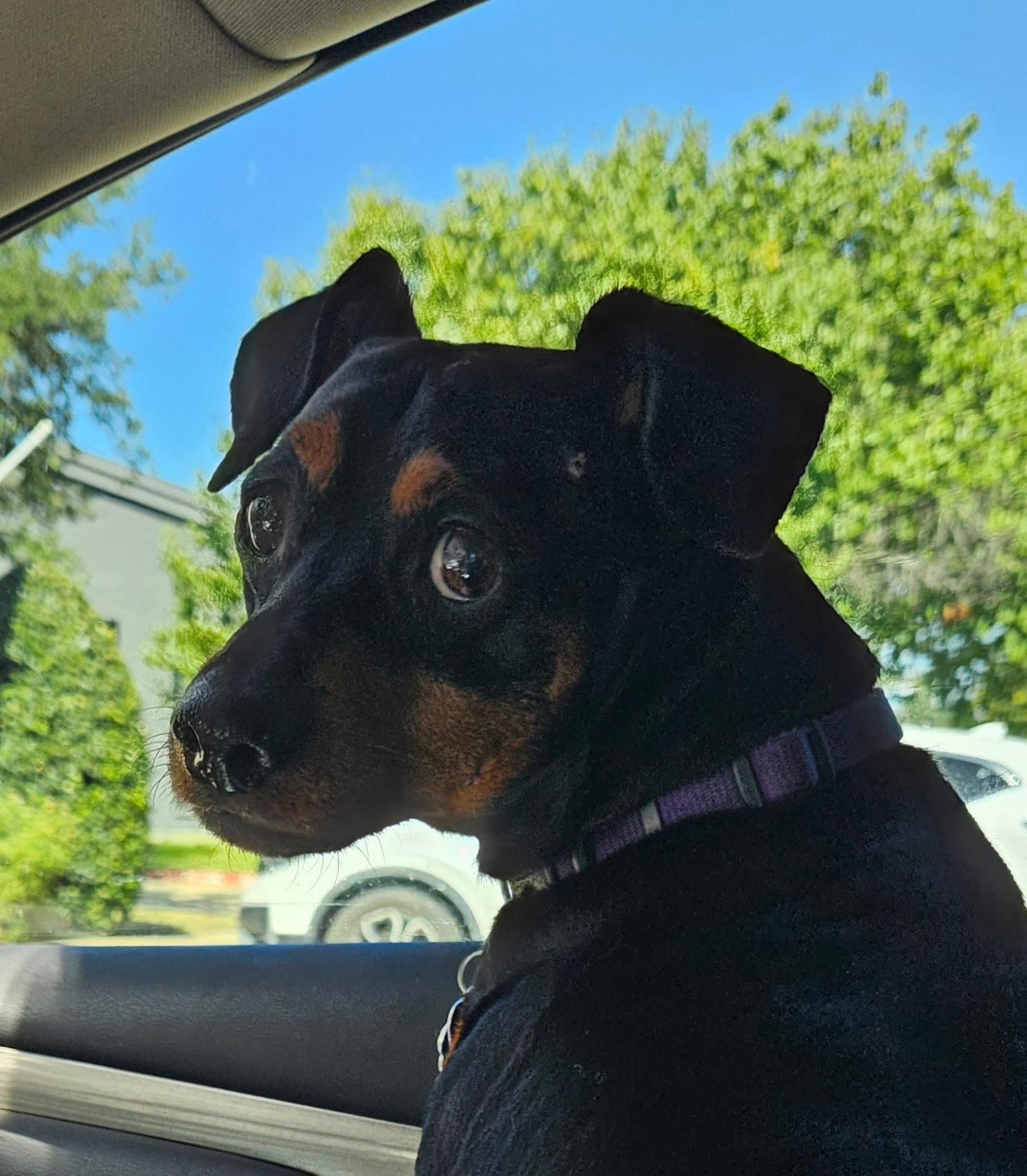Jax, Adoptable, Senior Male Miniature Pinscher & Dachshund.