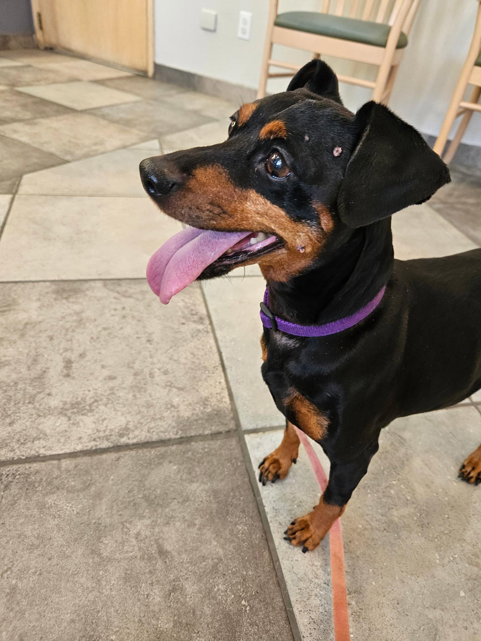 Enlarge Jax, a Adoptable mixed breed in Euless, TX image 2/3