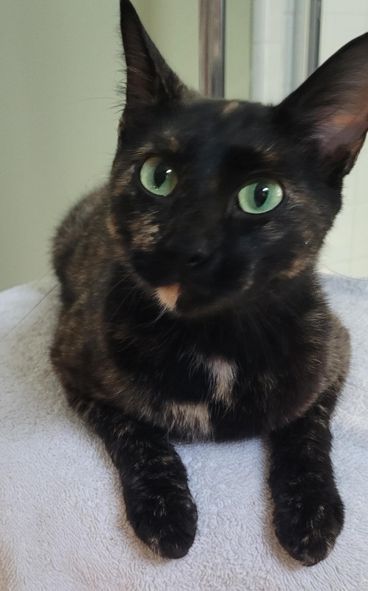 Enlarge June, a ADOPTABLE mixed breed in Lawrenceville, GA image 2/2