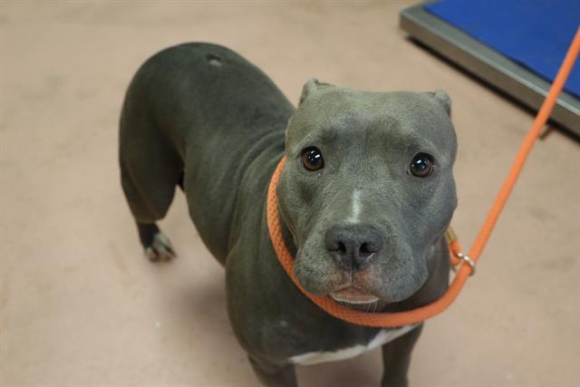 GRACIE, Adoptable, Adult Female Mixed Breed.