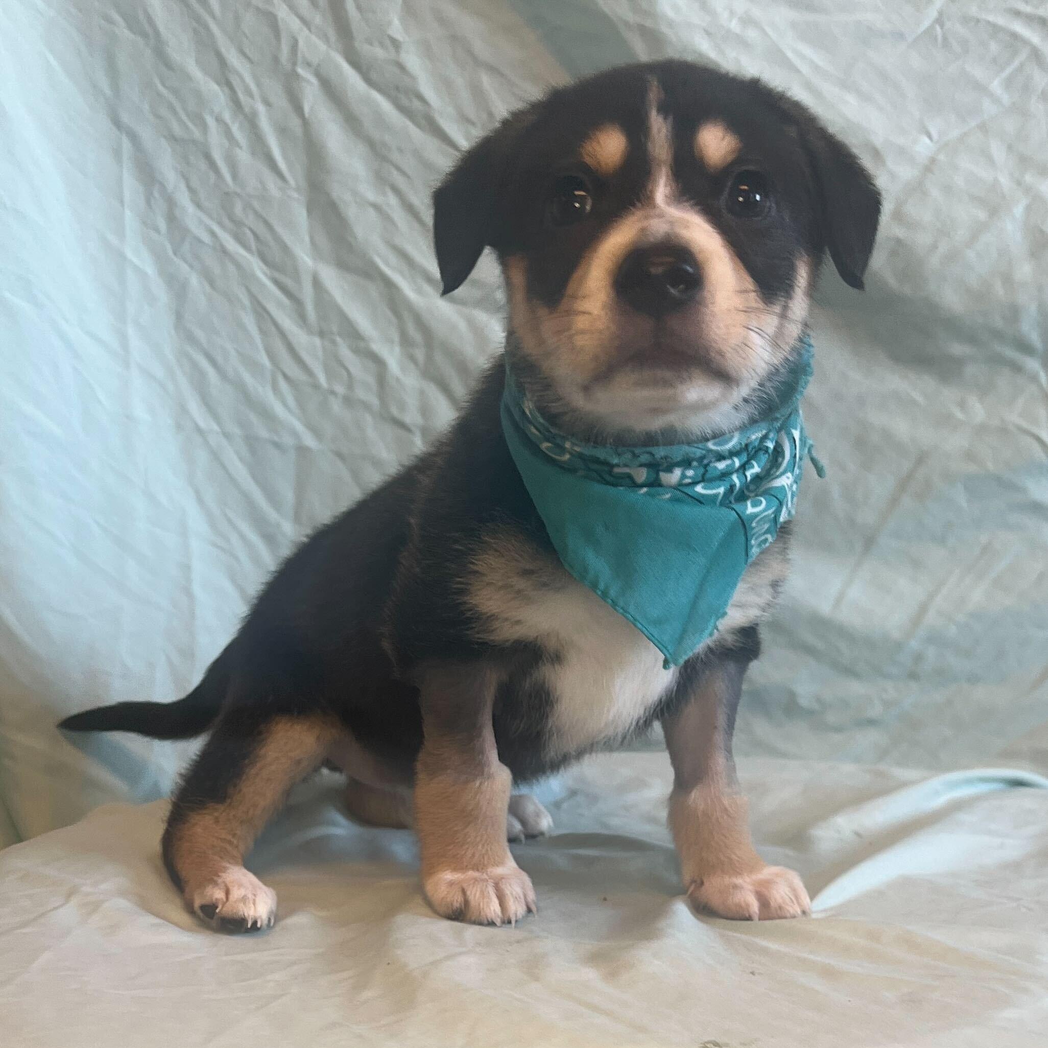 Eevee, Adoptable, Puppy Female Mixed Breed.