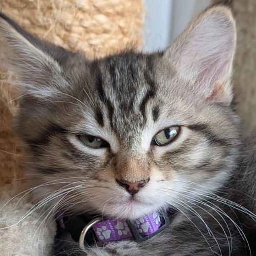 Enlarge TWISTER, a Adopted Domestic Medium Hair in Sequim, WA image 1/2