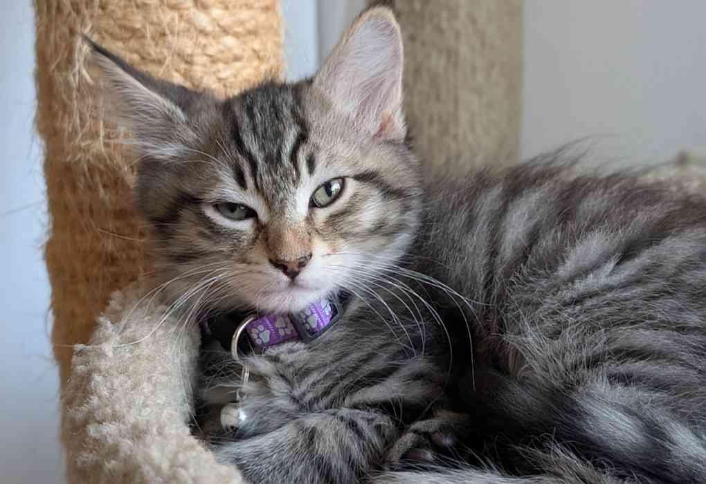 Enlarge TWISTER, a Adopted Domestic Medium Hair in Sequim, WA image 2/2