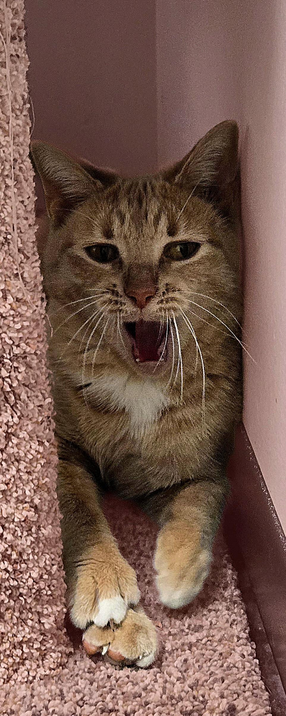 Enlarge Signora Patty Cakes, an adopted Domestic Short Hair in Bellevue, WA image 2/5