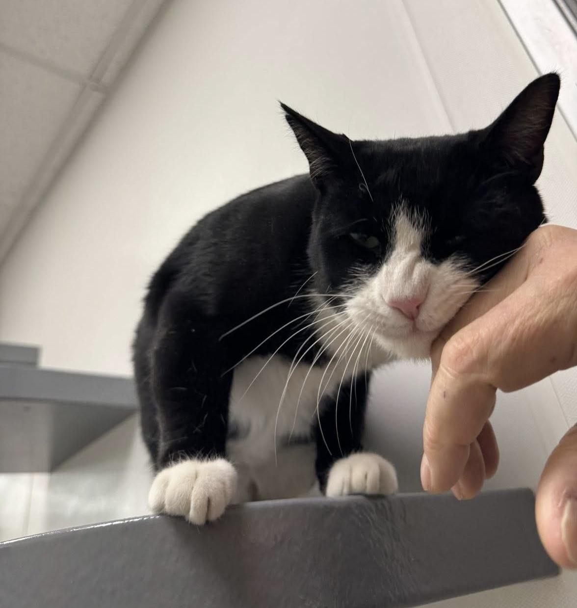 Squeakers, an adopted Domestic Short Hair in Staten Island, NY image 5/6