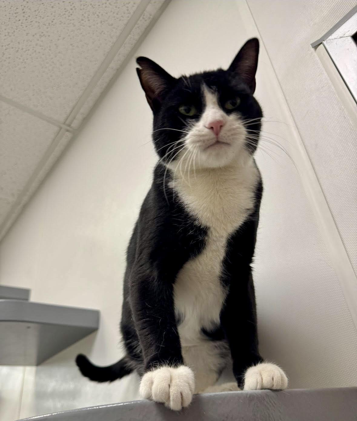 Squeakers, an adopted Domestic Short Hair in Staten Island, NY image 6/6