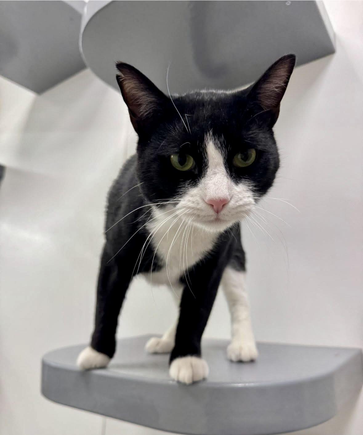 Squeakers, an adopted Domestic Short Hair in Staten Island, NY image 1/6