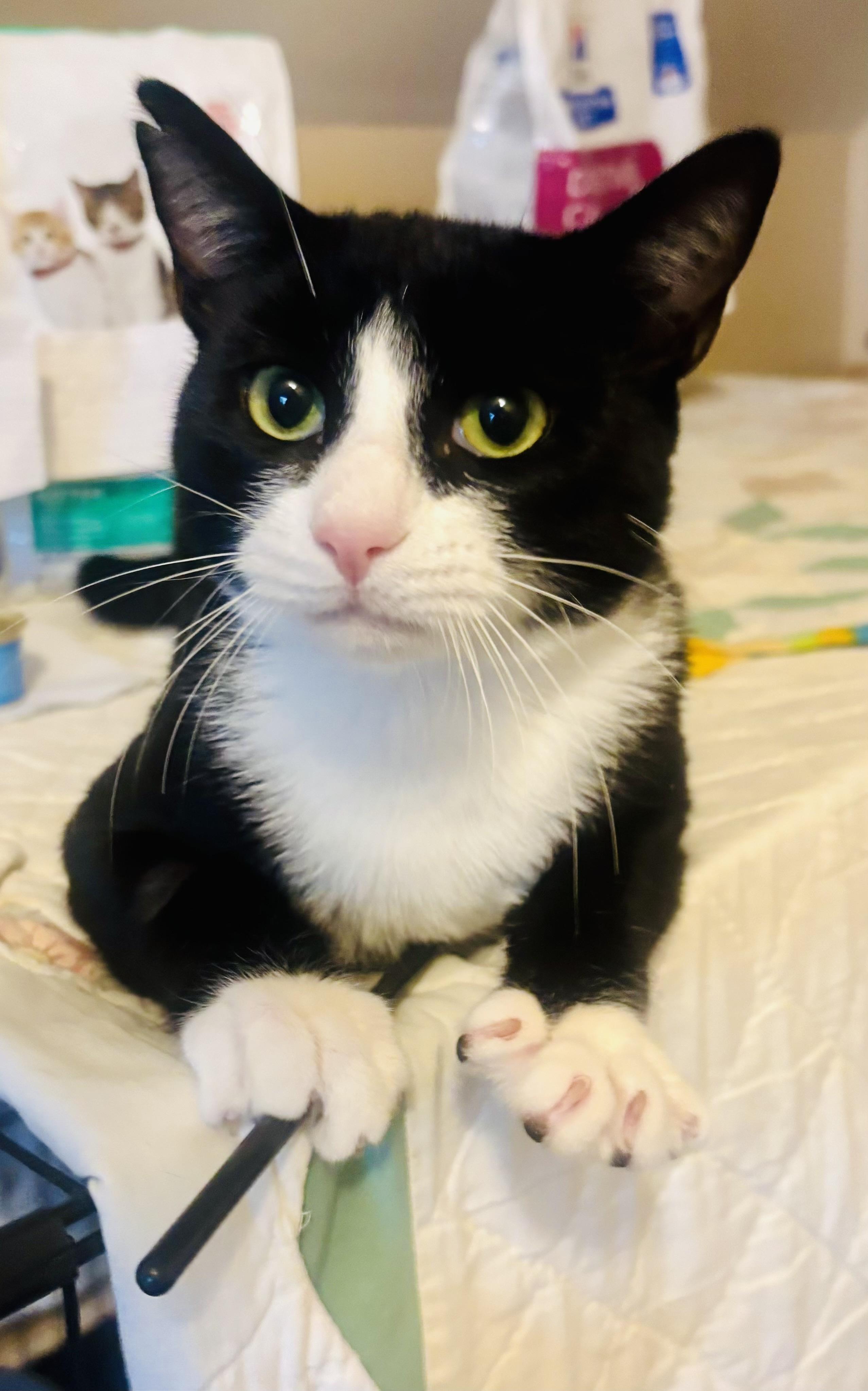 Squeakers, a Adoptable Domestic Short Hair in Staten Island, NY image 1/3